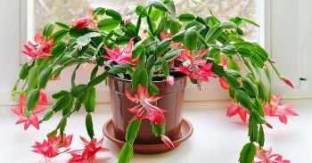 Trồng hoa tưới thứ nước màu vàng này mỗi tuần 1 lần, đất tơi xốp như bánh mì