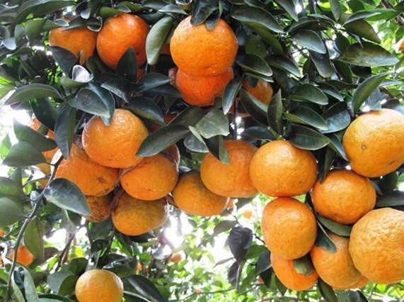 Cam sành Hàm Yên có vị ngọt đậm, thanh mát