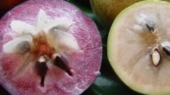 Đếm hết 10 ngón tay chưa hết lợi ích của vú sữa