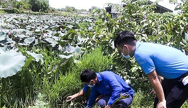 Tận dụng các ao bèo, hồ sen và những vùng thấp trũng ngập nước quanh năm, người dân thả nuôi ốc bươu đen, không phải đầu tư nhiều kinh phí để cải tạo hồ nuôi.