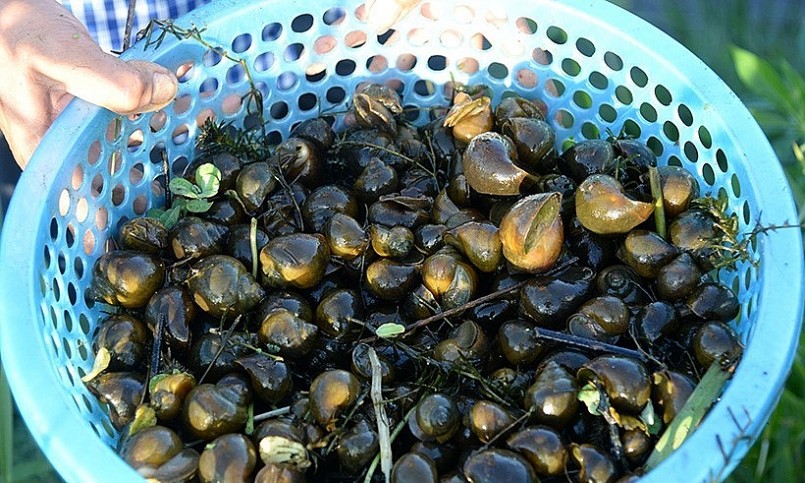 Trung bình, mỗi năm trang trại của gia đình ông Phái cho thu hoạch hơn 3 tấn ốc thương phẩm.