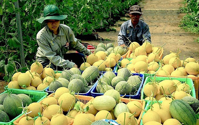 Dưa lưới của HTX Kim Long được trồng và chăm sóc theo công nghệ Israel, đạt chuẩn GlobalGAP. Ảnh: Hồng Thuỷ.