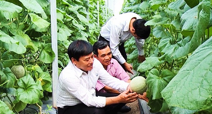 Dù đầu tư cao, kỹ thuật khó, nhưng dưa lưới đã và đang mang lại hiệu quả rất cao cho HTX Kim Long. Ảnh: Nguyễn Thủy.