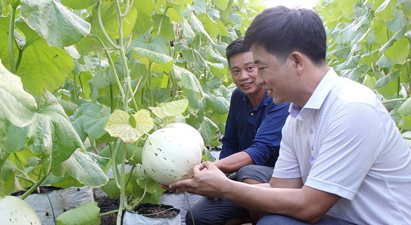 HTX Nông nghiệp công nghệ cao Kim Long có 20ha dưa lưới, sản lượng trung bình khoảng 1.500 tấn/năm, doanh thu khoảng 45 tỷ đồng/năm. Ảnh: Nguyên Vỹ