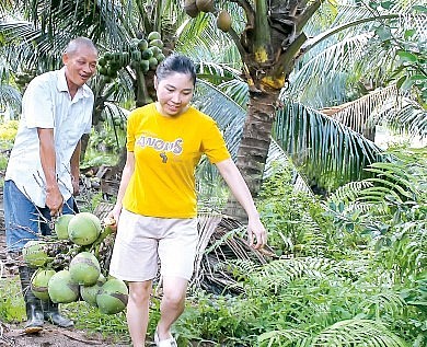 Ông Tâm có bí quyết để trái dừa dù trồng ở miền Bắc nhưng vẫn có chất lượng nước dừa ngọt, giá thành hợp lý.