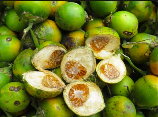 Quả cau và những công dụng bất ngờ đối với sức khỏe