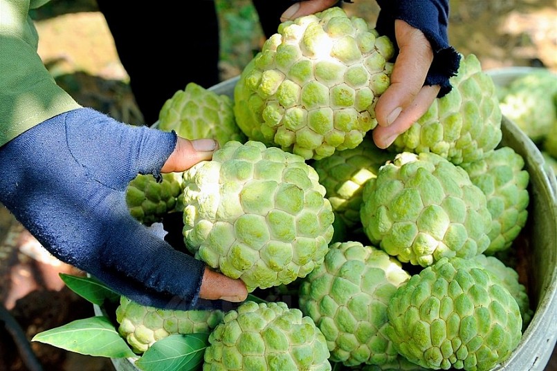 Na Chí Linh chính vụ thu hoạch muộn, bán được giá