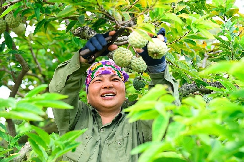 Na Chí Linh chính vụ thu hoạch muộn, bán được giá
