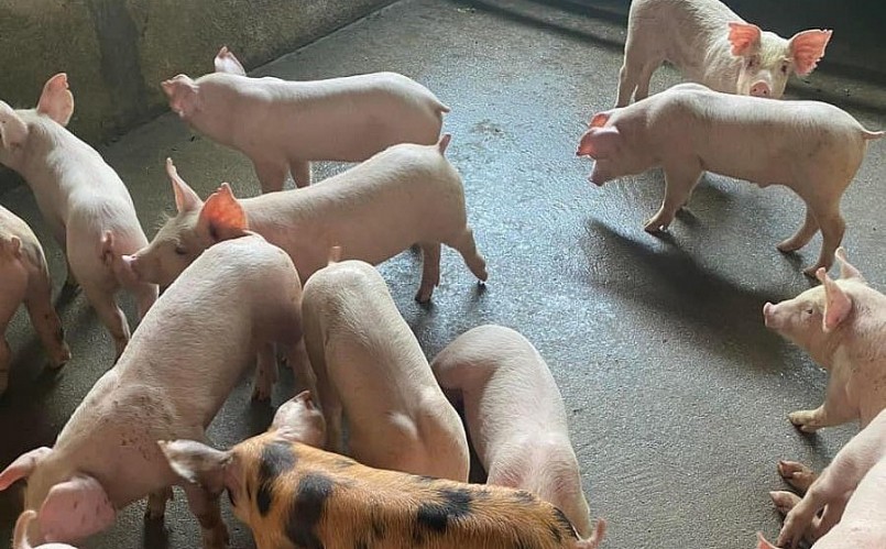 Giá heo hơi hôm nay (02/8), đà giảm trở lại, doanh nghiệp hạ giá để kích cầu. Giá heo hơi hôm nay (02/8), đà giảm trở lại, doanh nghiệp hạ giá để kích cầu.