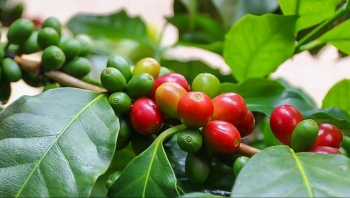 Giá nông sản hôm nay 02/8: Cà phê biến động tiến lên đỉnh 70.000 đồng/kg, hồ tiêu tăng dữ dội thêm 1.000 đồng/kg