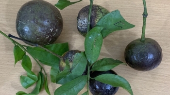 11 trẻ ở Hà Giang bị ngộ độc do ăn quả lạ