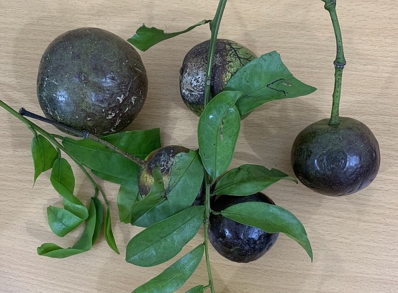 Quả hồng châu có vẻ ngoài bắt mắt nhưng lại chứa độc tố nguy hiểm Quả hồng châu có vẻ ngoài bắt mắt nhưng lại chứa độc tố nguy hiểm