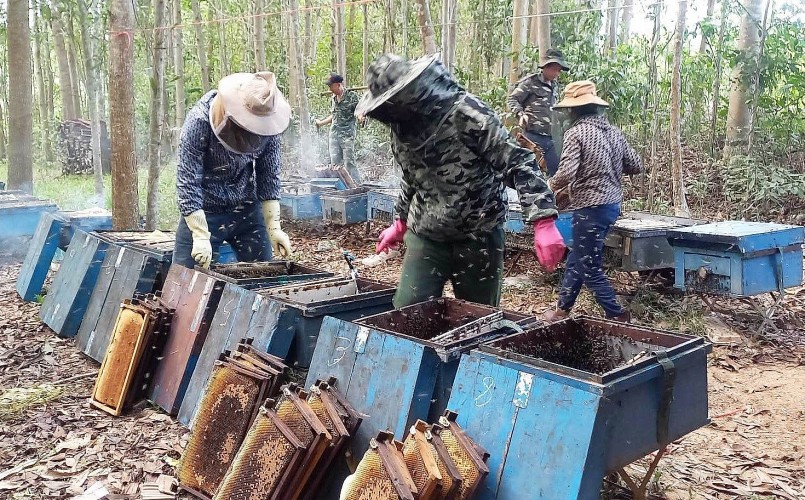 Thu hoạch mật ong ở xã Nghĩa Bình, huyện Nghĩa Đàn. Ảnh: Huy Thư
