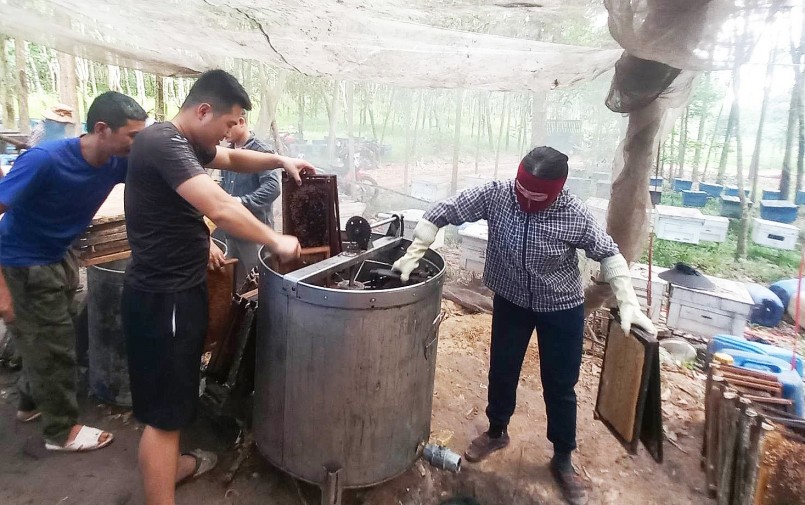 Hiện nay, các trại ong đều sử dụng thùng inox quay mật đảm bảo vệ sinh. Mỗi buổi sáng, một trại ong có thể quay được vài tấn mật. Ảnh: Huy Thư