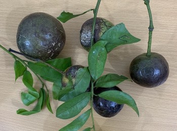 11 trẻ ở Hà Giang bị ngộ độc do ăn quả lạ