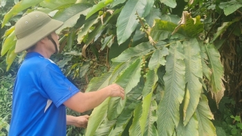 Hạt bo bo cứu đói thời bao cấp giờ là đặc sản, đang vào mùa bội thu ở vùng cao Nghệ An