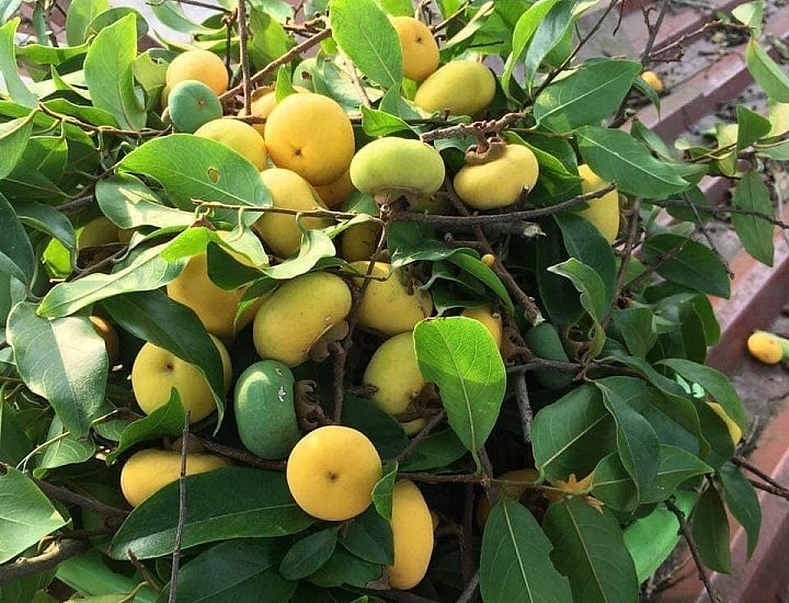 Trái thị càng nhỏ càng được ưa chuộng.