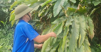 Hạt bo bo cứu đói thời bao cấp giờ là đặc sản, đang vào mùa bội thu ở vùng cao Nghệ An