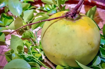 Sắp cuối hè sang thu góc phố thoảng đưa hương thị thứ quả quê lạ mà quen