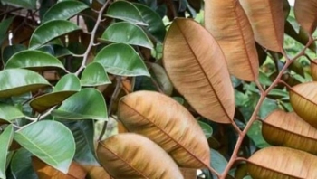 Không chỉ là lá, vú sữa còn có nhiều lợi ích tuyệt vời đối với dạ dày