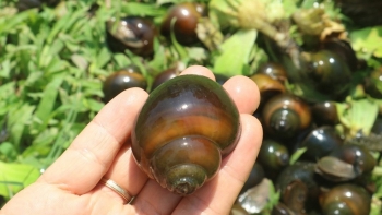 Làm đủ nghề vẫn nghèo, về quê nuôi ốc nhồi thu nhập 200 triệu/năm