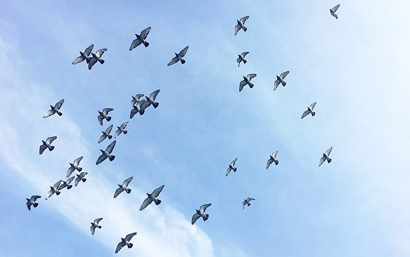 Thú chơi đua bồ câu đang thu hút nhiều người tại TP.HCM.