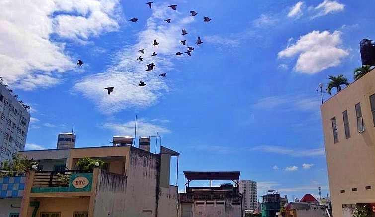 Hiện nay, các cuộc đua bồ câu được tổ chức chuyên nghiệp, có đầu tư lớn.