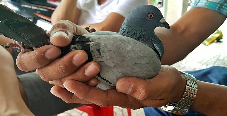 Bồ câu đua được người nuôi gọi là chiến binh và được chăm bẵm, nuôi dưỡng, huấn luyện một cách cẩn thận, kỹ lưỡng. 