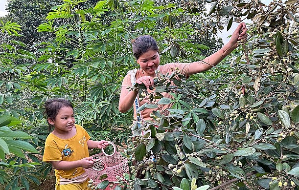 Niềm vui ngày thu hoạch của người dân Nho Quan