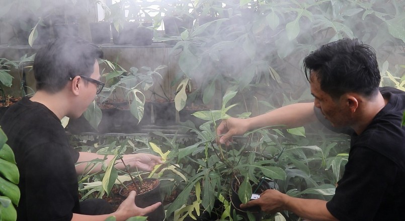 Anh Trung cho biết, sẵn sàng chia sẻ kinh nghiệm cho những ai đam mê với kiểng lá.