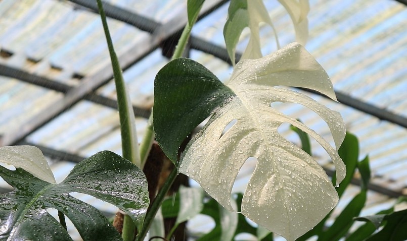 Khu vườn kiểng lá của anh Trung được nhiều người ví như khu rừng nhiệt đới.