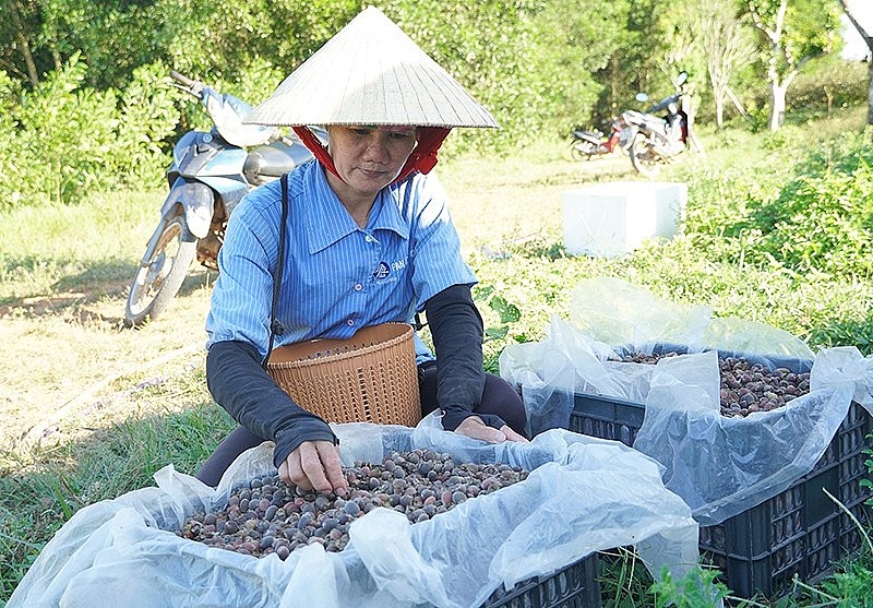 là món quà của thiên nhiên, góp phần tăng thu nhập cho người dân.
