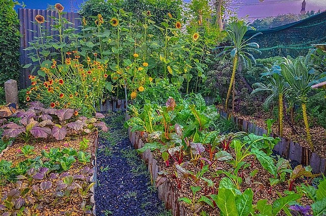 Những góc vườn xanh tươi ba không nhưng rau vẫn xanh hoa vẫn rực rỡ.