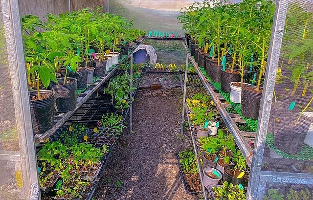 Để có nguồn giống cho khu vườn, chị Hân dành một khu ươm hạt trong vườn nhà.