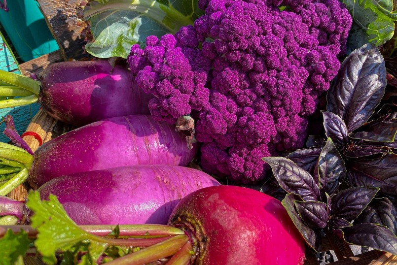 Khu vườn nhỏ nhưng đa dạng các loại rau và hoa.