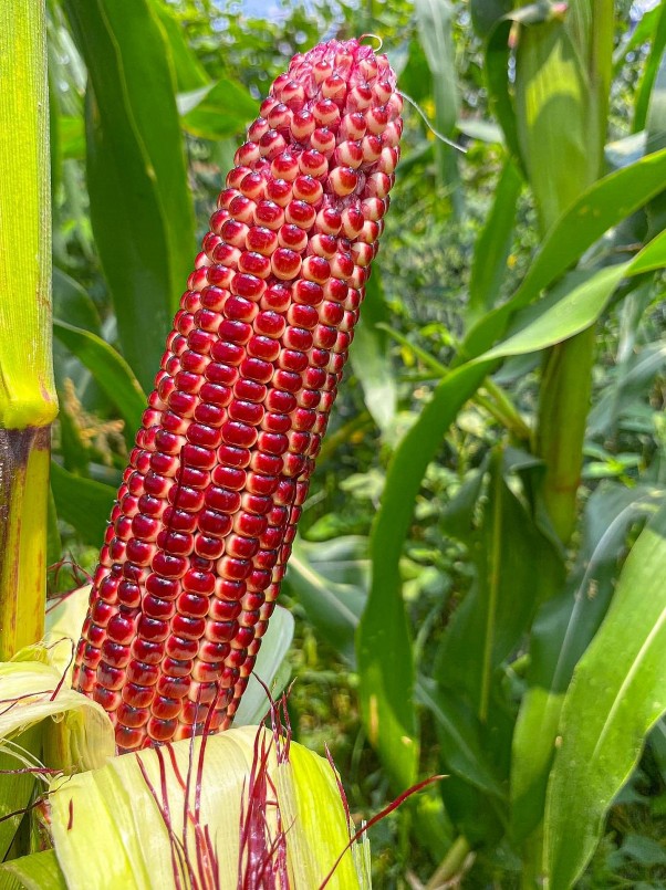 Một số loại bắp được chị Hân trồng tại vườn.