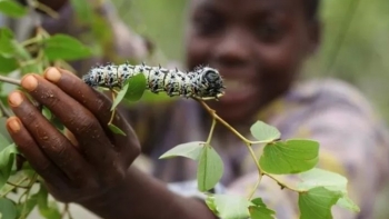 Loài sâu lông lá, gớm ghiếc nhìn phát ghê bổ dưỡng đến đâu mà đắt hơn tôm hùm?