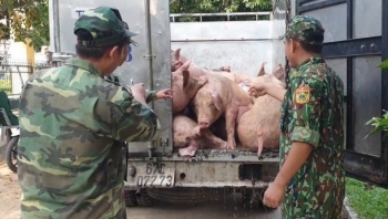 Giá heo hơi hôm nay 03/8: Lên đỉnh 62.000 đồng/kg, quyết ngăn chặn heo nhập lậu đà tăng sẽ trở lại