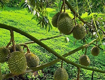 Trồng sầu riêng VietGAP và được cấp mã số vùng trồng giúp cho nhà vườn ở Đồng Nai yên tâm làm giàu.