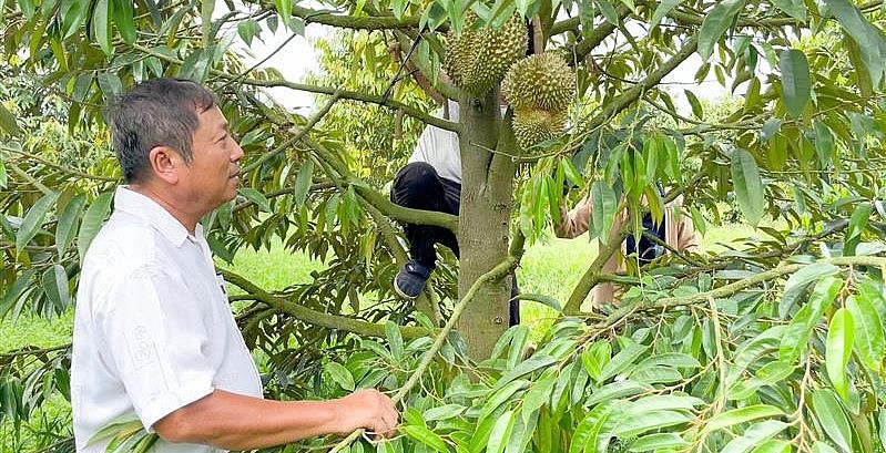 Ông Phạm Văn Nhanh, tỷ phú trồng sầu riêng xã Phú An, huyện Tân Phú.