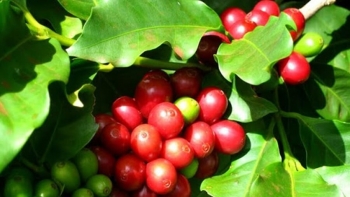 Giá nông sản hôm nay 03/8: Cà phê tăng khởi sắc gần chạm mức 68.000 đồng/kg, hồ tiêu lập đỉnh 72.000 đồng/kg