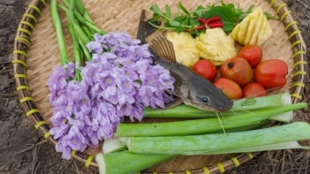 Loại cây xưa là thức ăn gia súc, nay vừa chế biến được nhiều món ăn ngon, vừa là bài thuốc quý