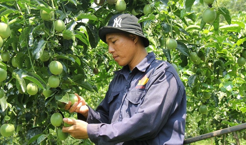 Chỉ trong vài tháng, chanh dây từ 15.000-20.000 đồng/kg xuống còn 3.000-5.000 đồng/kg (Ảnh: Phạm Hoàng).