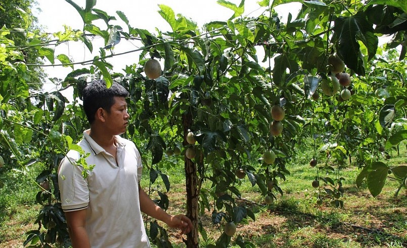 Giá chanh dây rớt thảm khiến nhiều hộ dân không khỏi lo lắng về một mùa vụ thua lỗ.