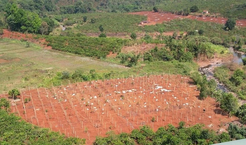 Nhiều nhà vườn dựng trụ và giăng dây nhưng chưa dám xuống giống chanh vì giá bán quá thấp (Ảnh: Phạm Hoàng).