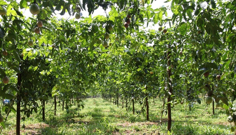 Chanh dây rớt giá khiến nhiều hộ dân ở Gia Lai không buồn thu hoạch. 