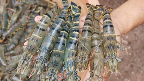 Xuất khẩu tôm sú sang Trung Quốc&HK tăng 30%