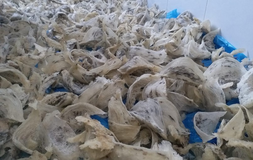 Thu hoạch tổ yến nuôi ở Kiên Giang.