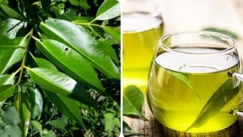 Nước vối tốt cho sức khoẻ nhưng những người này không nên uống