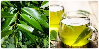 Nước vối tốt cho sức khoẻ nhưng những người này không nên uống